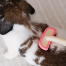 Escova Removedora de Pelos Barky